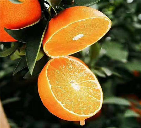 魏柑可能是這個季節最好吃的水果，90%的人都不知道