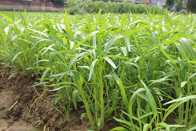 空心菜.jpg 空心菜.jpg