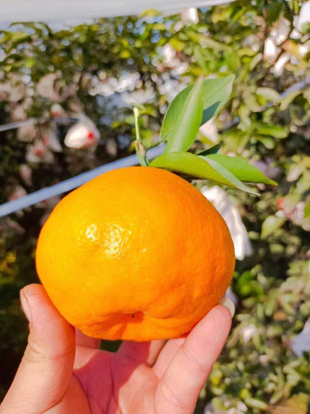 耙耙柑3.jpg 耙耙柑3.jpg