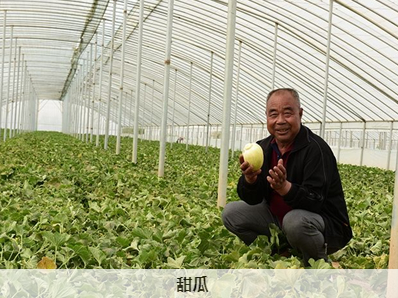 金瓜瓜.png 金瓜瓜.png